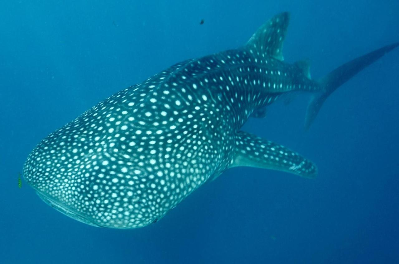 Bed and Breakfast Afro Whale Shark Safari à Kilindoni Extérieur photo